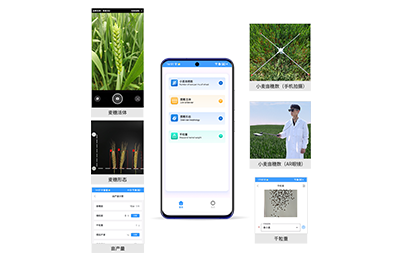 荆门市小麦亩穗数分析仪IN-XM02