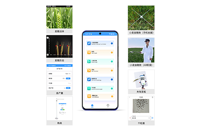 荆门市小麦表型测量仪IN-XM05